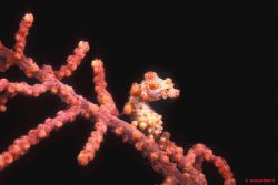 Pigmy h.in lembeh-indonesia. F90x+105mm. by Acquadro Clemente 